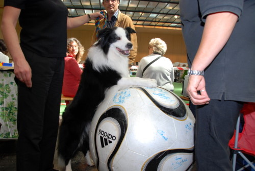 2008 05 17 animalia St. Gallen Romeo beim Hundefussball