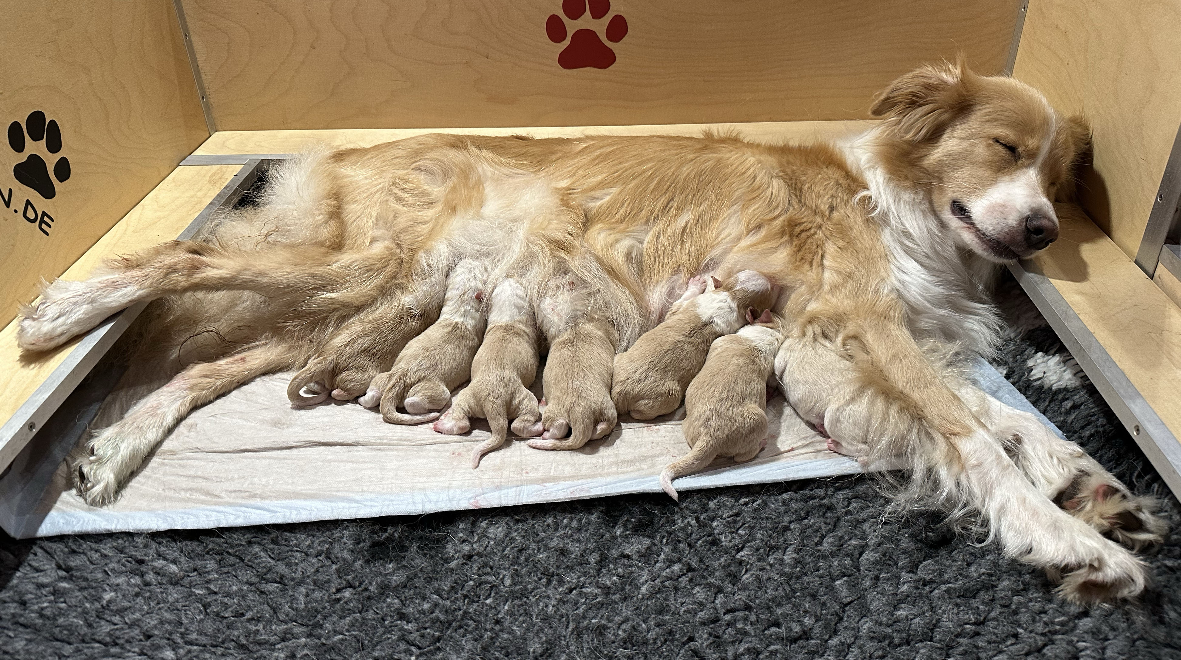 2024 10 21 C1 Wurf Geburt IMG 4131