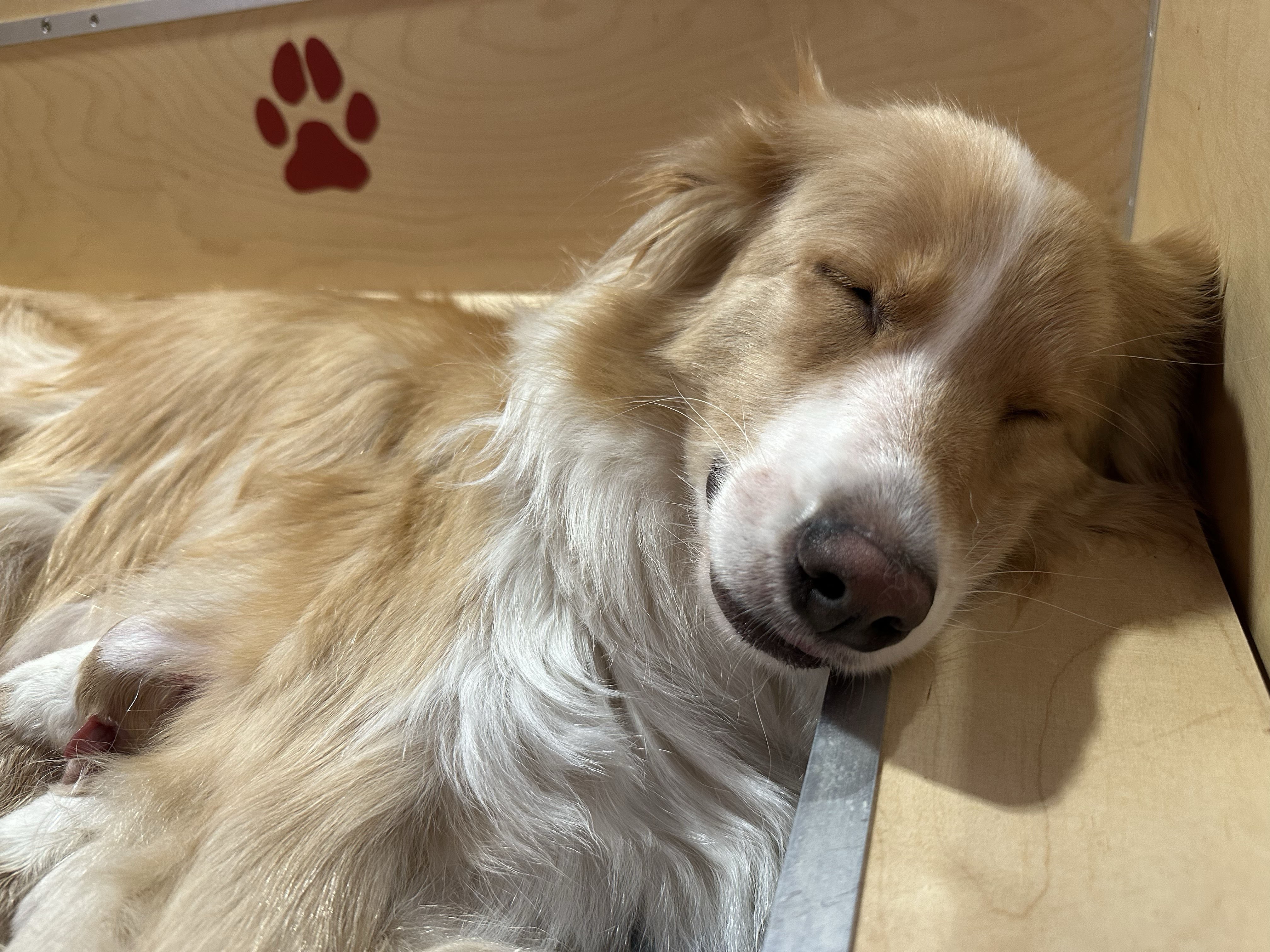 2024 10 21 C1 Wurf Geburt IMG 4133