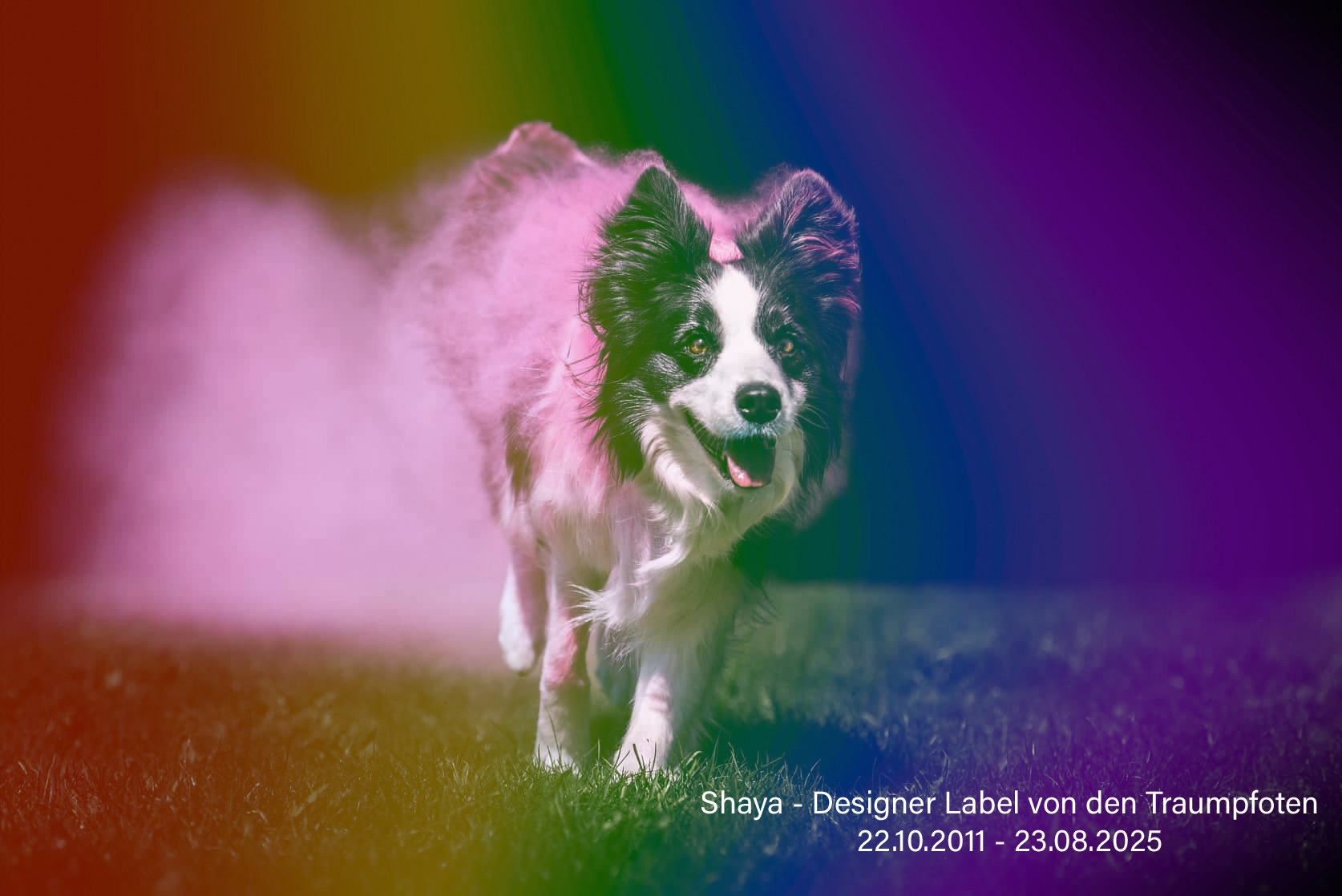 2025 08 23 Shaya RIP